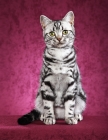 Picture of 6 month old Black Silver Classic Tabby American Shorthair male kitten sitting, facing us.