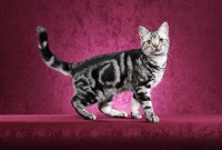Picture of 6 month old Black Silver Classic Tabby American Shorthair male kitten standing to right looking at us.