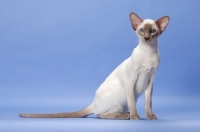 Picture of 6 month old lilac point Siamese