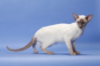 Picture of 6 month old lilac point Siamese, side view