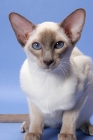 Picture of 6 month old lilac point Siamese