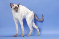 Picture of 6 month old lilac point Siamese, arched back