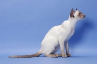 Picture of 6 month old lilac point Siamese