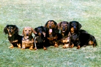 Picture of 6 types of dachshund sitting on grass, both sizes, smooth, long and wire haired