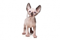 Picture of 6 week old Sphynx kitten on white background