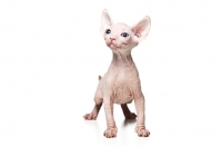 Picture of 6 week old Sphynx kitten on white background