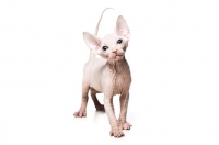 Picture of 6 week old Sphynx kitten