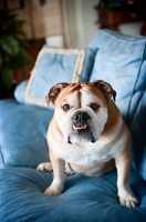 Picture of 6 year old bulldog on sofa