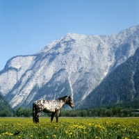 Picture of 736 jaggler-nero x, noric horse in valley in  austria