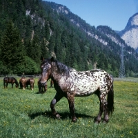 Picture of 736 jaggler-nero x, noric horse in austria