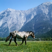 Picture of 736 jaggler-nero x, noric horse in austria