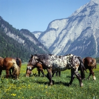 Picture of 736 jaggler-nero x, noric horse in group in  austria