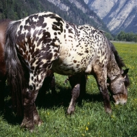 Picture of 736 jaggler-nero x, noric horse in austria