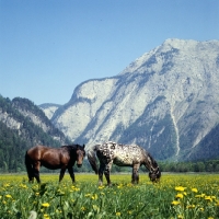 Picture of 736 jaggler-nero x, spotted noric horse with another in austria