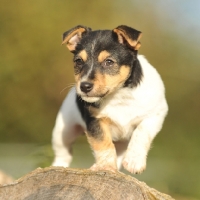 Picture of 7 week old jack russell puppy stood on log