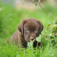 Picture of 7 week old labrador puppy in garden