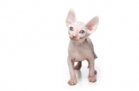 Picture of 7 week old Sphynx kitten on white background