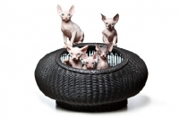 Picture of 7 week old Sphynx kittens in basket