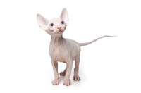 Picture of 7 week old Sphynx kitten