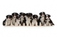 Picture of 8 Border Collie puppies in studio
