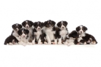 Picture of 8 Border Collie puppies