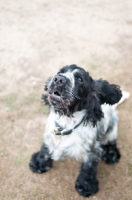 Picture of 8 month old blue roan Cocker Spaniel