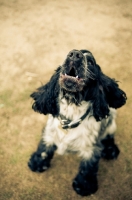 Picture of 8 month old blue roan Cocker Spaniel, barking