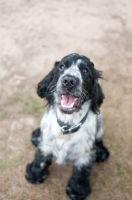 Picture of 8 month old blue roan Cocker Spaniel