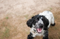 Picture of 8 month old blue roan Cocker Spaniel