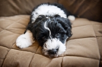 Picture of 8 week old Portuguese Water Dog puppy