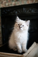 Picture of 8 week old Ragdoll cat