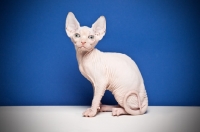 Picture of 8 week old Sphynx kitten on blue background