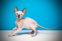 Picture of 8 week old Sphynx kitten on blue background