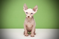 Picture of 8 week old Sphynx kitten on green background