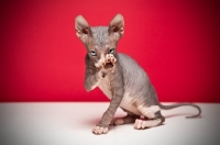 Picture of 8 week old Sphynx kitten on red background