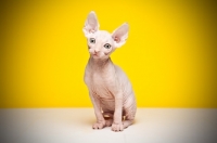 Picture of 8 week old Sphynx kitten on yellow background