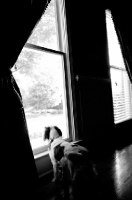 Picture of 9 month old Cavalier King Charles Spaniel at home, looking out window