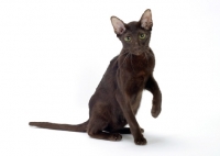 Picture of 9 month old chocolate oriental shorthair
