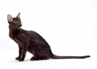 Picture of 9 month old chocolate oriental shorthair