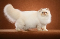 Picture of 9 month old Red Point Himalayan male