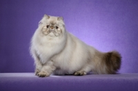 Picture of 9 month old Seal Torbie Lynx Point Himalayan Female,  standing to us, showing an excellent ruff.  (Aka: Persian or Colourpoint)