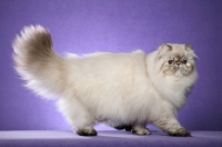 Picture of 9 month old Seal Torbie Lynx Point Himalayan Female. Good conformation shot. (Aka: Persian or Colourpoint)