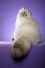 Picture of 9 month old Seal Torbie Lynx Point Himalayan Female in a Glamour pose. (Aka: Persian or Himalayan)