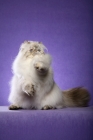 Picture of 9 month old Seal Torbie Lynx Point Himalayan Female sitting up on back feet, front paws in the air, tail seen. (Aka: Persian or Himalayan)