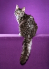 Picture of 9 month old Silver Tabby and White LaPerm male neuter sitting, looking out