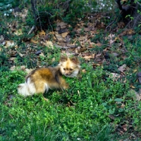 Picture of 9 months old long coat chihuahua puppy in greenery