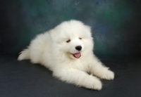 Picture of 9 week old cheerful Samoyed puppy
