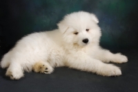 Picture of 9 week old Samoyed puppy in studio