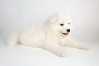 Picture of 9 week old Samoyed puppy lying down on white background
