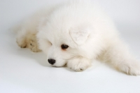 Picture of 9 week old Samoyed puppy on white background